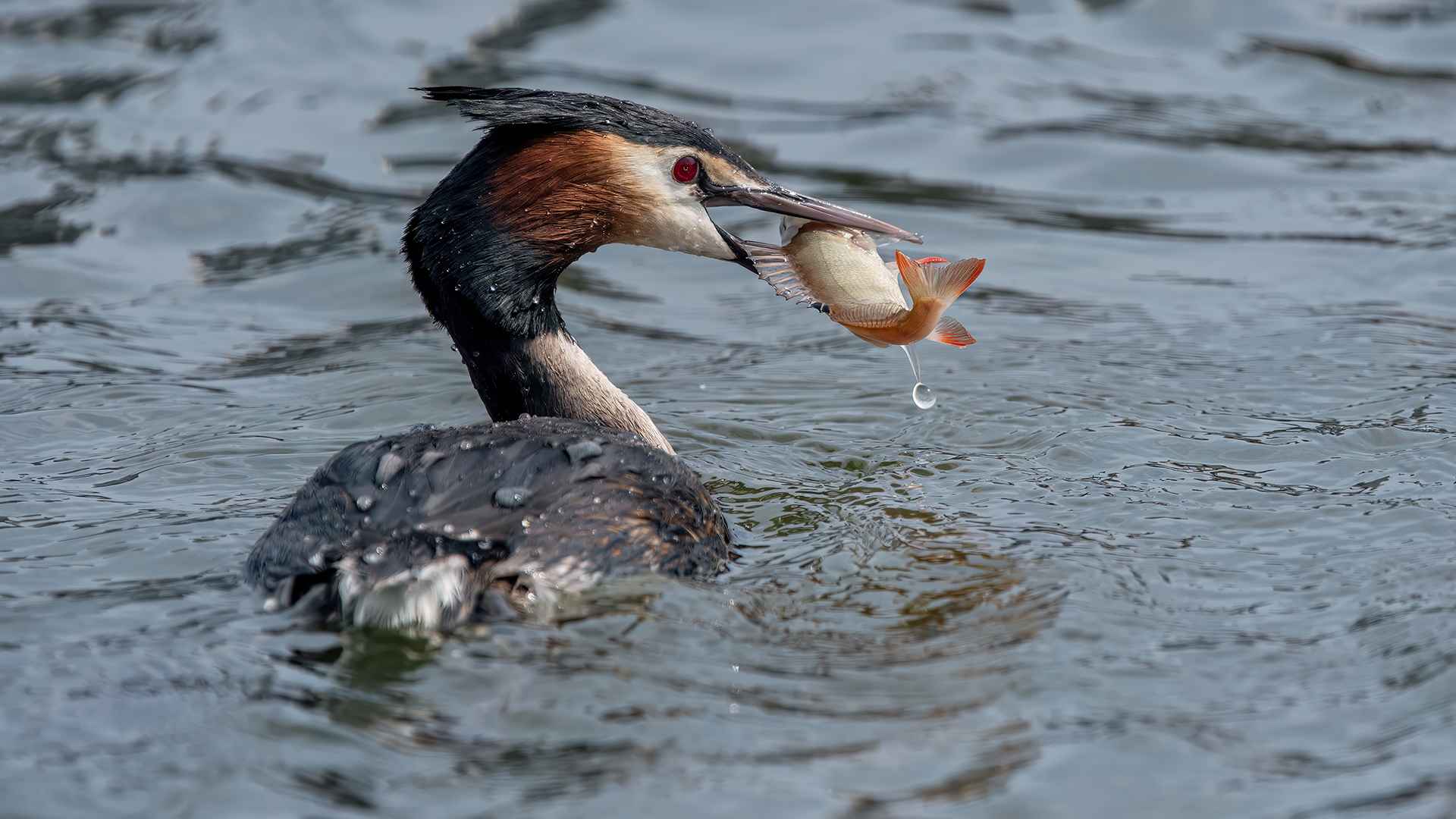 Great Crested Grebe